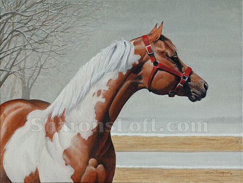 Minnesota Pinto 2009